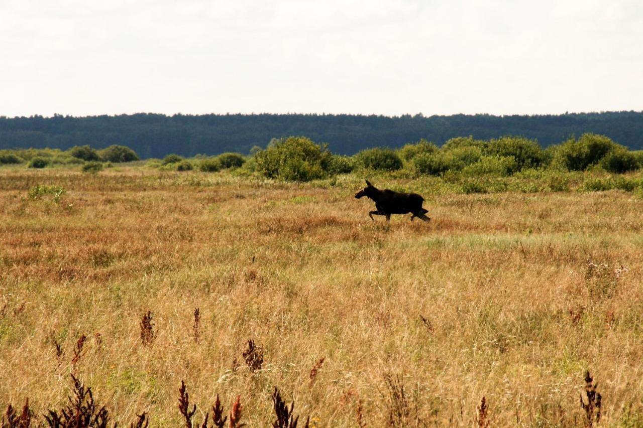 Biebrza24 - Agroturystyka Sztabin Buitenkant foto