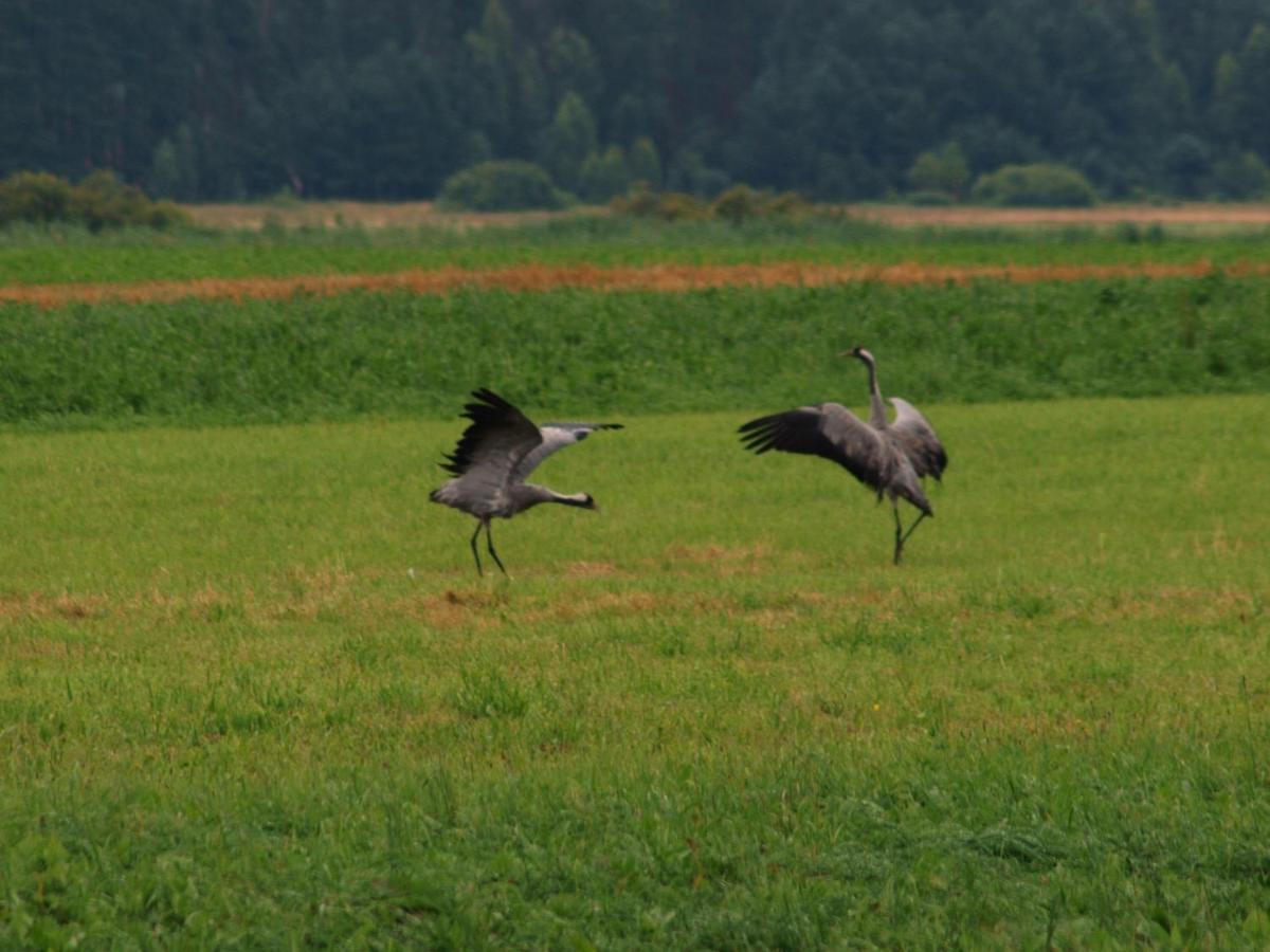 Biebrza24 - Agroturystyka Sztabin Buitenkant foto