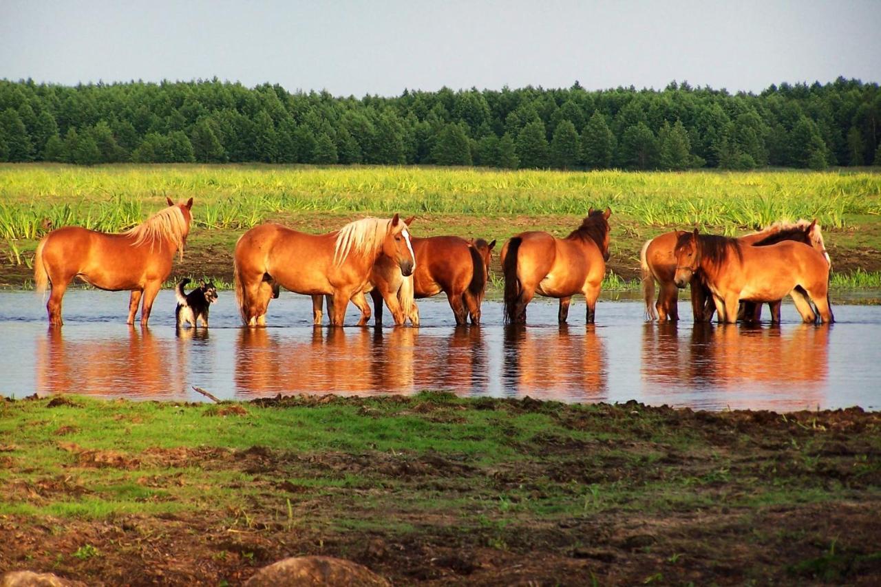 Biebrza24 - Agroturystyka Sztabin Buitenkant foto